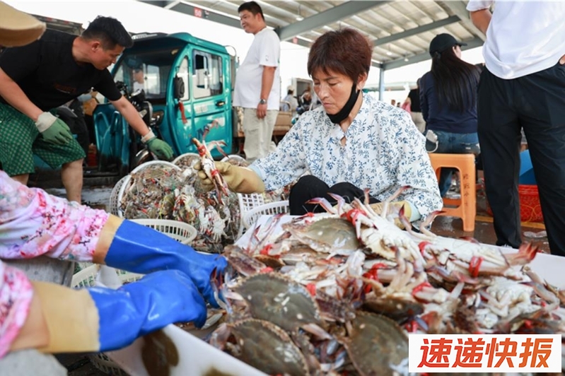 图为连云港市赣榆区渔业码头每天捕获黄海梭子蟹20万公斤。